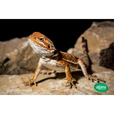 Pogona - Dragón Barbudo Orange